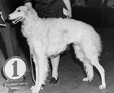 Top Conformation Borzoi 1963